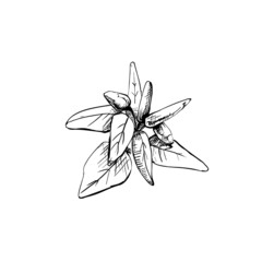 Branch of tabasco pepper with leaf and fetus. Vintage vector hatching
