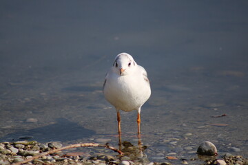 mouette