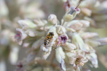 bee on a flower