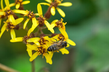 bee on yellow flower