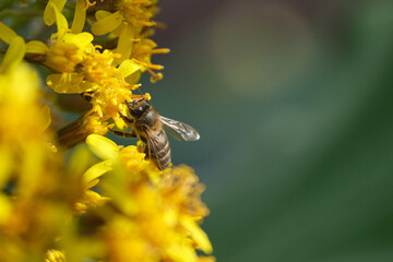 bee on yellow flower