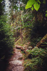 Wunderschöne Waldlandschaft Kirnitzschtal mit einem Hauch von Fantasie, aufgenommen in der Sächsischen Schweiz mit den berühmten Schrammsteine im Schweiz-Osterzgebirge in Sachsen. 
Fotografiert im Hoc