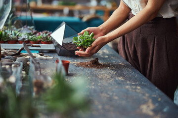 Florist preparing an exotic succulent for planting in the terrarium