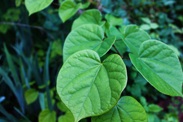 green leaves background