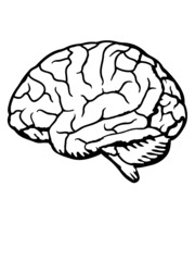 Anatomie Gehirn Organ 