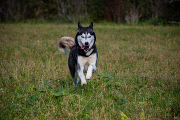 Beautiful female young siberian husky dog running with blur background 