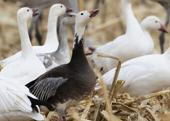 Blue morph snow goose lifts head and calls
