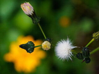 dandelion weed in the garden
