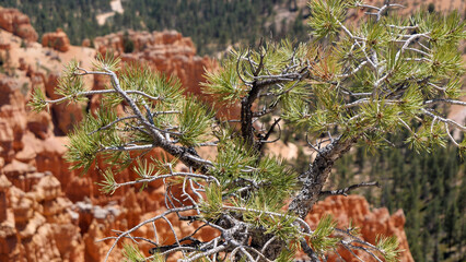 tree with a beautiful backdrop