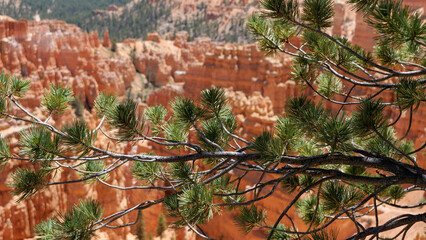 tree with pink cliff backdrop