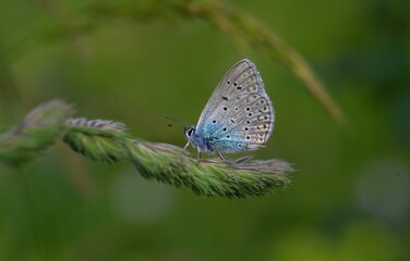 A butterfly sitting on a green grass.