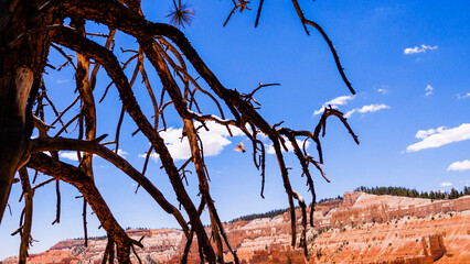 bird full winged in the backdrop