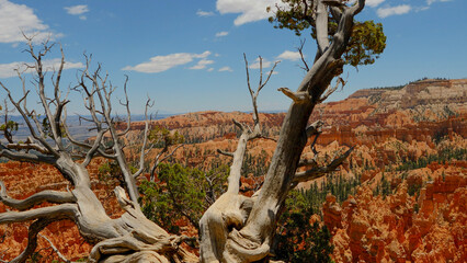 tree in the desert overlooking amazing backdrop