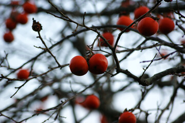 Persimmons are ripening on the branches.