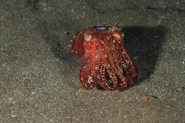 Behavior of cuttlefish in its marine environment, under the sea, always near the sandy bottom
