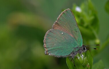 A butterfly sitting on a green grass.