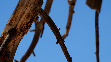 wood branch with beautifull backdrop