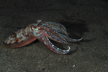Behavior of cuttlefish in its marine environment, under the sea, always near the sandy bottom