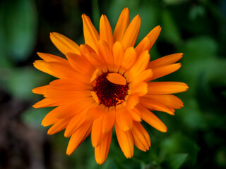 orange gerber daisy