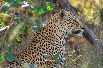 Leopard