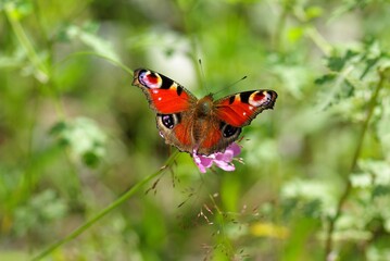 Fototapeta na wymiar A butterfly sitting on a green grass.