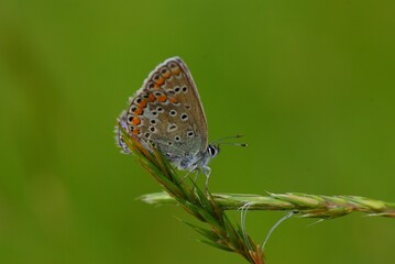 A butterfly sitting on a green grass.