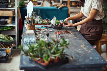 Experienced florist planting a young echeveria in the florarium