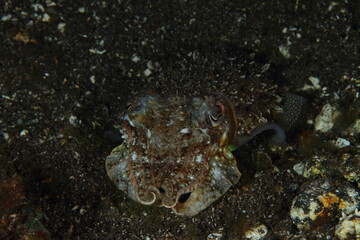 Behavior of cuttlefish in its marine environment, under the sea, always near the sandy bottom