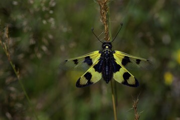 A butterfly sitting on a green grass.