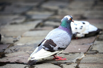 A beautiful pigeon of color is in the bird garden.