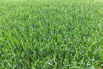 more immature green spike wheat
