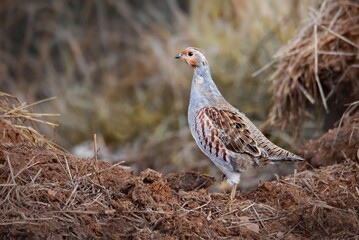 pheasant on the ground