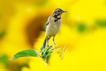 Obraz premium yellow bird on a branch