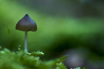 Mushroom in the grass
