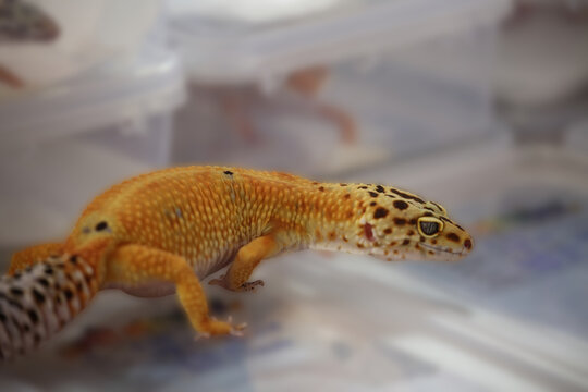 A leopard gecko (tokek hias) is uniquely colored with a blurry background.