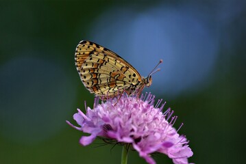 A butterfly sitting on a green grass.