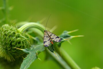 Fototapeta premium A butterfly sitting on a green grass.