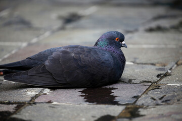 A pigeon was lying in a bird park against a hazy background.
