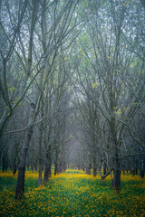 trees lined up among yellow flowers. perspective