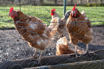 Chickens