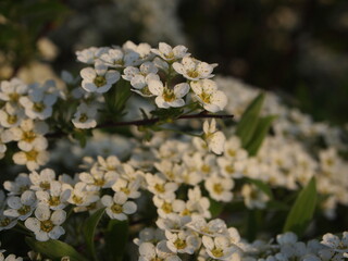 White flowers © Katarzyna