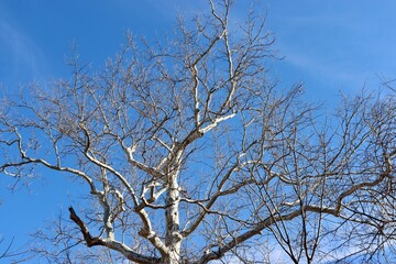 The bare branches of the tall old tree with the blue sky.