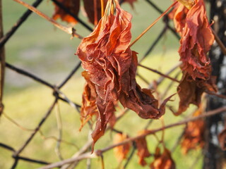 Dry leaves © Katarzyna