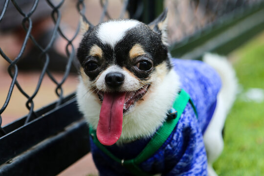 Chiwawa bilder – Bläddra bland 3,855 stockfoton, vektorer och videor ...