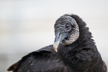 Vulture side view close-up white background