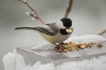 Fototapeta premium A Black-capped Chickadee checking out bird seeds and nuts