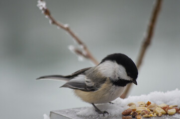 A Black-capped Chickadee checking out bird seeds and nuts