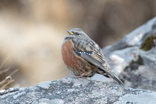 Alpine Accentor sitting on a rock photographed on the way to Tunganath in Uttarakhand, India