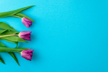 Fresh beautiful spring purple tulips on a blue background, top view, copy space.