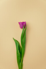 Spring flowers tulips in purple color - festive beige background.